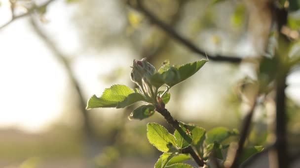 Pierwsze Wiosenne Pąki Jabłoni Ogrodzie Początek Kwitnienia Sadu Pierwsze Zielone — Wideo stockowe