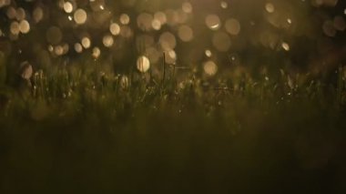 Bahçe sulama tenekesi, sprey hortumu ya da güneş ışığında otomatik sulama sistemiyle yeşil çimlere su püskürtme işini kapatın. Yazın evde bahçe bakımı konsepti. Bahçe malzemeleri