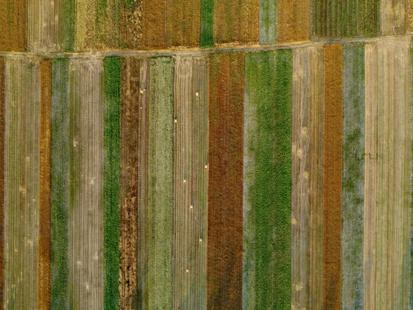 栽培緑のフィールドと金小麦 わらロールと農業小包の空中ビュー 田舎の風景 行の幾何学的な形状フィールド 農業の概念 ウクライナ — ストック写真