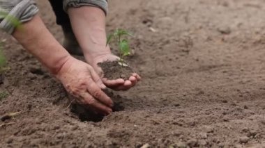 Tarım. Bahçeye peper fideleri eken tanınmamış kıdemli çiftçi. Eller verimli topraklara küçük filizler eker. Organik tarım, eko yaşam ve baharda bahçıvanlık kavramı