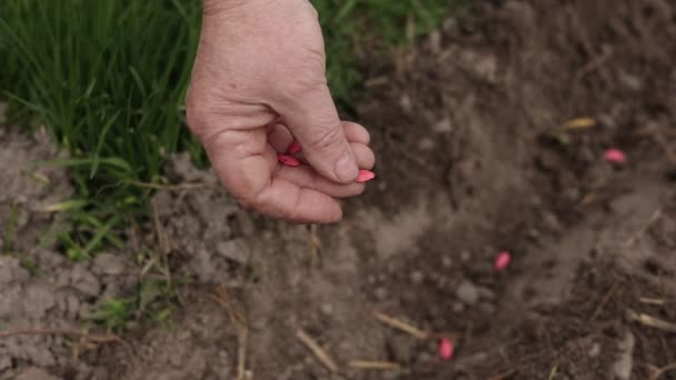 Обрезанный Снимок Руки Старшего Фермера Помещает Обработанные Розовые Семена Тыквы — стоковое видео