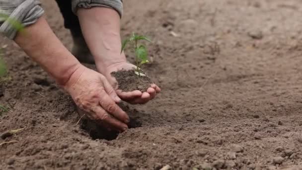 Сельское Хозяйство Неузнаваемые Старшие Фермеры Сажают Саженцы Песа Саду Руки — стоковое видео