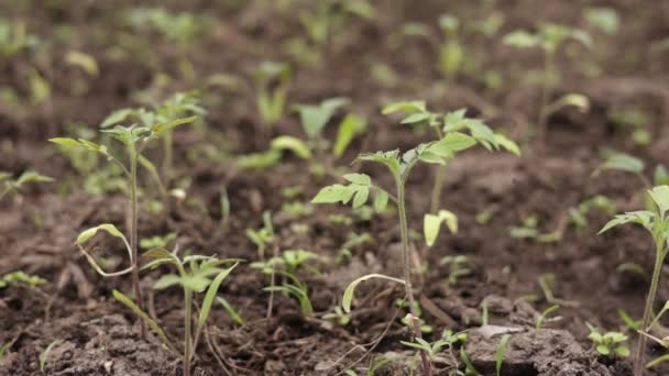 Выращивая Весной Органические Томатные Растения Теплице Прорастает Семя Новорожденных Помидоров — стоковое видео