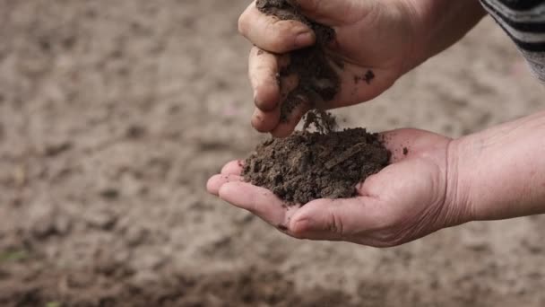 Mãos Agrônomo Maduro Controlando Verificando Qualidade Fertilização Solo Antes Plantio — Vídeo de Stock