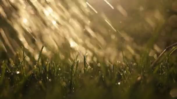 Närbild Besprutning Vatten Grön Gräsmatta Gräs Med Trädgård Bevattning Burk — Stockvideo
