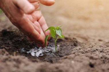 Tarım. Kıdemli çiftçinin ellerindeki su, peperden yeşil filizi suluyor. Toprakta genç yeşil tohum. Su damlaları, taze filizlenen bir hayat. Bahar bahçıvanlığı. Bereketli topraklarda filizlenen tohum.