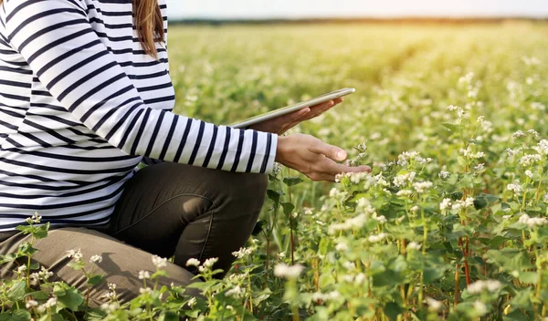 cropped photo of female farmer with a tablet computer in a soy field touches the leaves and writes data to the program. Organic smart farming and digital farming in the agriculture industry