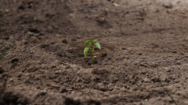 Kahverengi bir toprağa yeşil biber tohumu ekiyorum. Serada ya da açık havada taze taze filizlenir. Bahar bahçesi etkinliği. Tarım ve bahçıvanlık kavramı. Boşluk hızını kopyala makro, kapat.
