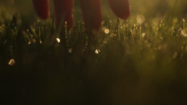 春の雨や散水 日光の後に新鮮な湿った緑の草に触れる人の指を閉じます 農家のヤシの切り株の芝生ストローク 牧草地芝生の草の大きな密な露の水の滴で覆われている 大地の日 — ストック動画