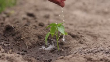 Tarım. Kıdemli çiftçinin ellerindeki su, peperden yeşil filizi suluyor. Toprakta genç yeşil tohum. Su damlaları, taze filizlenen bir hayat. Bahar bahçıvanlığı. Bereketli topraklarda filizlenen tohum.