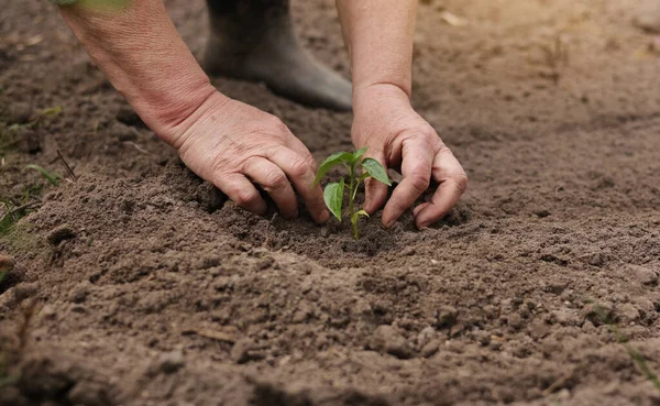 Agricultura Agricultor Sênior Irreconhecível Plantando Mudas Pera Jardim Mãos Plantam — Fotografia de Stock