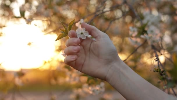 Hand Vidrör Vita Blommor Körsbärsträd Grenar Solnedgången Ljus Filmisk Bild — Stockvideo