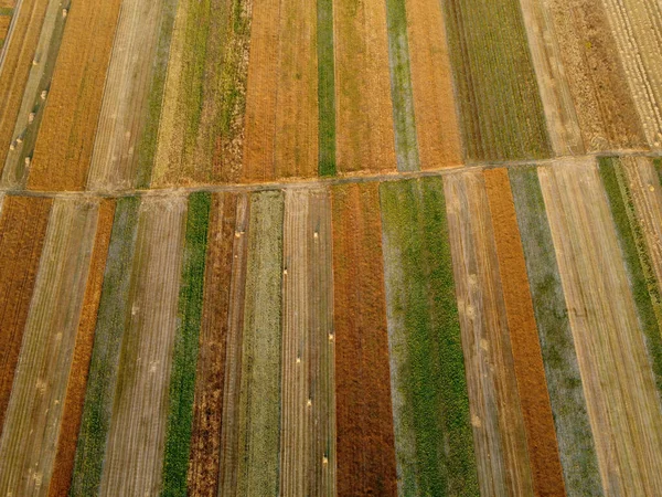 空中俯瞰耕地绿地和农业包裹与黄金小麦 稻草卷 乡间风景 排成几何形状的田野 农业工业的概念 乌克兰 — 图库照片