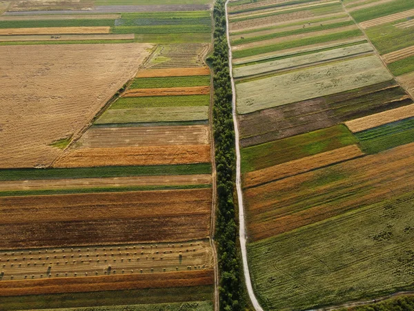 Luftaufnahme Von Kultivierten Grünen Feldern Und Landwirtschaftlichen Parzellen Mit Goldweizen — Stockfoto