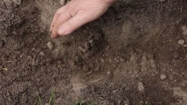 Kıdemli çiftçinin el kırıntıları işlenmiş toprakla kaplı pembe kabak tohumları. Sebze ekme mevsimi. Organik tarım ve baharda bahçıvanlık kavramı