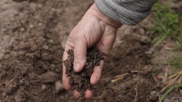 Mão Agricultor Maduro Controlando Verificando Qualidade Solo Antes Plantio Campo — Vídeo de Stock