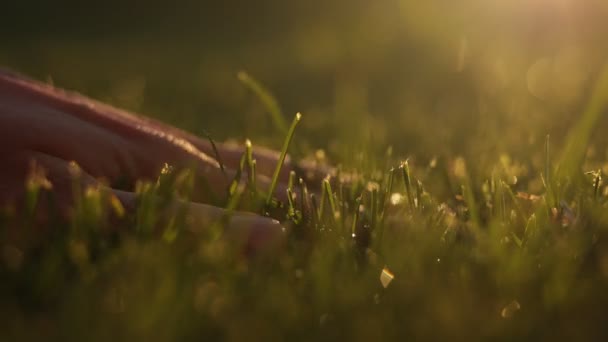 Закройте Пальцы Человека Прикасаясь Свежей Мокрой Зеленой Траве После Весеннего — стоковое видео