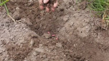 Olgun bir çiftçinin, ekolojik tarlaya ekmeden önce toprağın kalitesini kontrol etmesi ve kontrol etmesi. Biyolojik tarım ve çevre dostu tarım tarım kavramı. Bereket tarımı