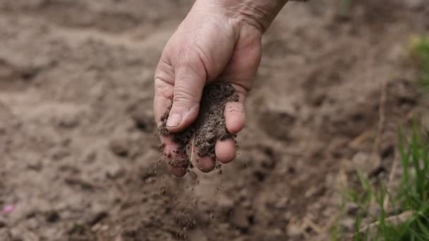 成熟した農家の手は 生態農業分野に植える前に土壌の品質を制御し チェックします バイオ農業と環境に優しい農業栽培の概念 肥沃な農業ビジネス — ストック動画