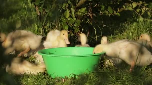 새끼들은 봄날푸른 커다란 초록색 플라스틱 그릇에서 마시고 유기농 농장은 고기를 — 비디오