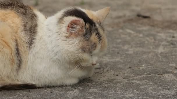 Close Portrait Street Homeless Tricolour Ginger White Grey Cat Relaxing — Stock Video