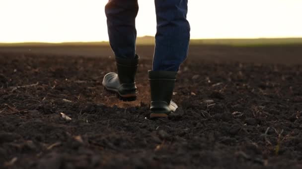 バックビューのビジネスマン農家の作物のショットゴムブーツでデジタルタブレットで耕されたフィールドに沿って歩く 農学者は日の出に肥沃な土壌をチェックして分析します — ストック動画
