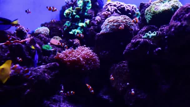 Aquarium Exotic Colorful Fishes Swim Algae Coral Reef Water Bright — Stock Video