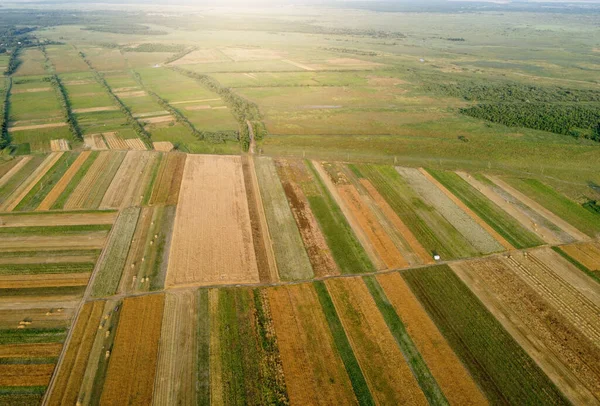 Αεροφωτογραφία Καλλιεργούμενων Πράσινων Αγρών Και Αγροτεμαχίων Χρυσό Σιτάρι Ψάθινα Ρολά — Φωτογραφία Αρχείου