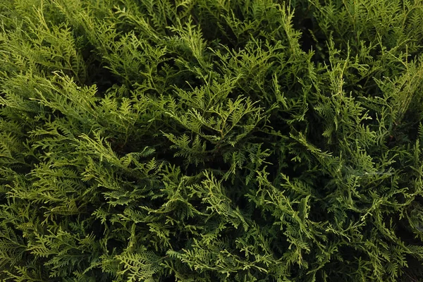 Bujne Liście Żywe Wiecznie Zielone Thuja Zamknąć Krzew Dekoracyjny Krzew — Zdjęcie stockowe