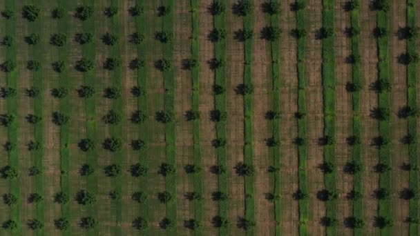 Drone Snel Vliegen Groene Plantages Van Fruitbomen Rijen Van Boomgaard — Stockvideo