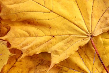 Canlı sarı sonbahar akçaağaç yaprakları arka planda, yakın plan. Düşen yaprakların makro fotoğrafı. Mevsim değişimi kavramı, okula dönüş, Kanada Günü, Şükran Günü, Vatandaş Günü, Victoria Günü.
