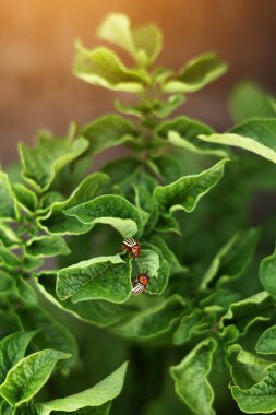 Colorado potato beetle, Leptinotarsa decemlineata, in potato leaves. insect pests that cause great damage to crops on farms and in gardens