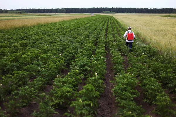 Bäuerin Behandelt Mit Nebelsprüher Die Bio Kartoffelplantage Vor Schädlings Und — Stockfoto