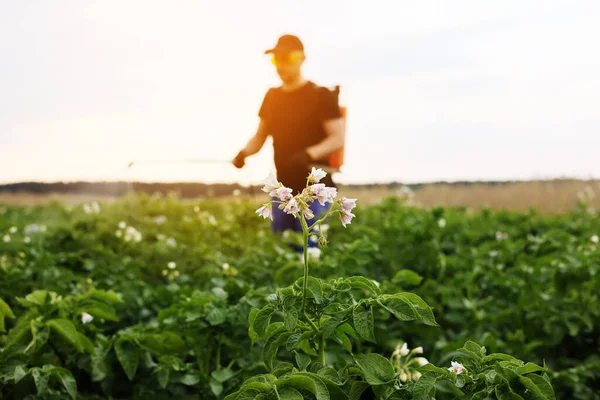 Цветущее Картофельное Поле Заднем Плане Фермер Ручным Распылителем Лечит Растения — стоковое фото