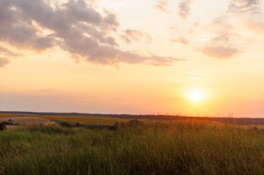 Güneşin batışında sıcak yaz mevsiminde güzel doğal panoramik kırsal manzara. Sıcak yaz günbatımında doğada vahşi otlar açıyor. Pastoral manzara. Arka planda ekili arazi.