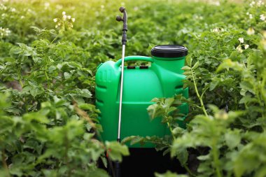 Plastik yeşil sırt çantası spreyinde böcek ilacı, bitkileri hastalıklardan ve haşerelerden korumak için bitki öldürücü, sebze bahçesinde patates tomurcuklanmasıyla duruyor. Tarım mevsimsel işleri.