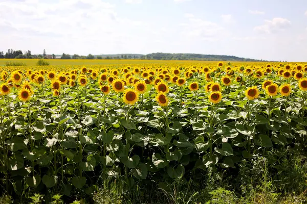 Fields plantation of blooming bright sunflowers at summertime. Botany. Cultivation of eco oilseeds. Harvest agriculture time. Sunflower seeds. Picture of an advertisement for sunflower vegetable oil.
