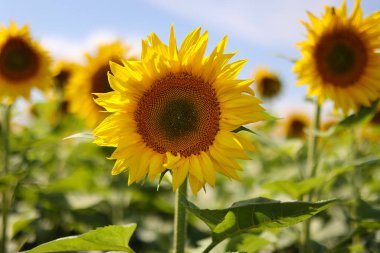 Güneş ışığında yeşil taç yapraklarıyla çiçek açan parlak başları kapatın. Botanik. Ekolojik yağ tohumlarının yetiştirilmesi. Tarım zamanı hasat et. Ay çekirdeği. Ayçiçeği sebze yağı reklamı.