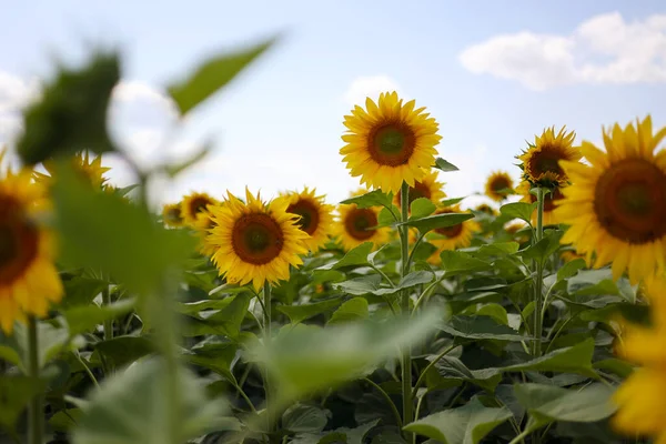 Close up blooming bright heads of sunflowers with green petals at sunlight. Botany. Cultivation of eco oilseeds. Harvest agriculture time. Sunflower seeds. Advertisement for sunflower vegetable oil.