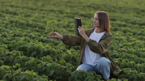 Kobieta Rolnik Tabletem Cyfrowym Bada Styl Życia Roślin Soi Robi — Wideo stockowe