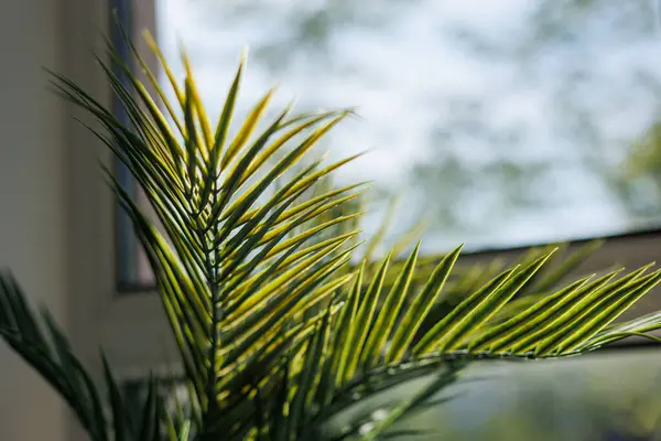 Close up fresh evergreen leaves of areca or kentia palm houseplant in pot by the window with sunlight in living room interior. Selective focus. Concept of home gardening