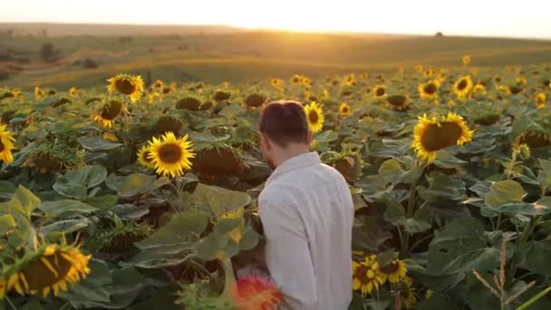 男性農家は 植林に向かう太陽の花から熟した種の品質を調べます オーガニック農業の収穫 農業統制のモノクロス 農村部でのヘリタントス農業の収穫を分析 — ストック動画