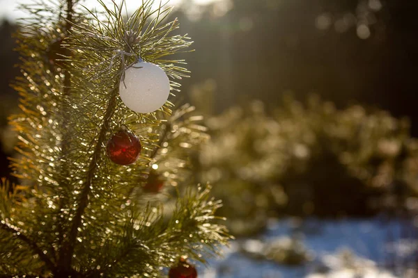 为了庆祝圣诞节和新年 在阳光明媚的雪地森林里 在户外的松枝上 用白色和红色的小球装饰着装饰华丽的针叶树 案文的篇幅 — 图库照片