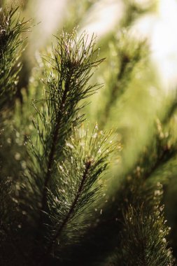 Genç çam ağacının dallarını ormanda uzun iğneleriyle kapayın ya da güneşli bir günde park edin. Noel, yeni yıl hediye çeki. Kozalaklı, gür köknar. Şenlikli doğal arka plan.