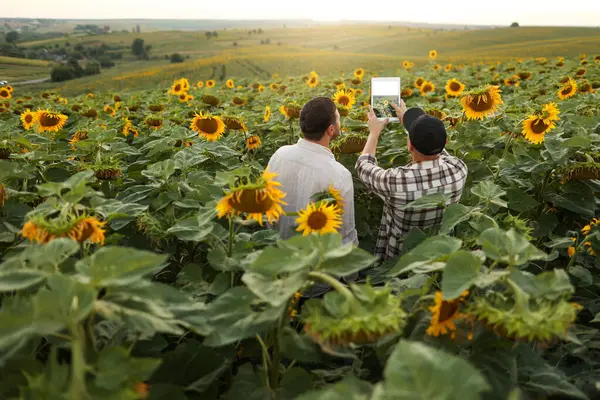 Smart farming. Back view of farmers using digital tablet for take photo, check, examine blooming sunflowers field. Agronomists farmland inspects, analysing harvest the plantation. Agribusiness.
