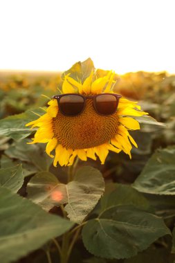 Gün batımında güneş gözlüğü takan parlak sarı ayçiçeğini kapat. Yaz tatili ve hafta sonu konsepti. Yazın pozitif afiş için ayçiçeği yüzü fikri çok eğlenceli.