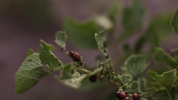 Pertanian Tumbuh Kentang Tutup Colorado Kumbang Kentang Larva Kentang Makan — Stok Video