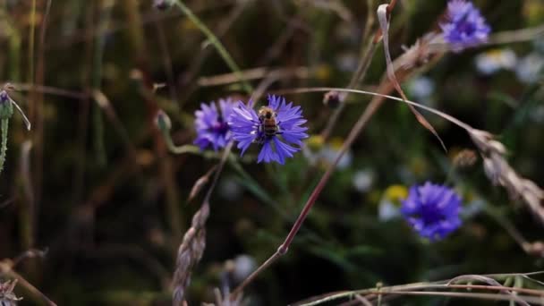 Κοντινό Πλάνο Μέλισσα Γονιμοποιεί Ένα Άγριο Μπλε Λουλούδι Καλαμποκιού Ενώ — Αρχείο Βίντεο