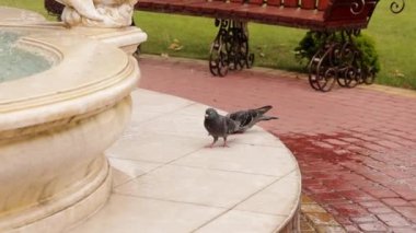 Avrupa 'nın sıcak yaz gününde, halk parkındaki bir çeşmeden su içen iki gri kuş. Vahşi güvercinlerin şehri. Tazeleyici su.