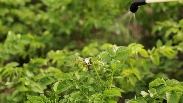 Rocíe Pesticida Ecológico Rociar Pesticidas Tóxicos Pesticidas Insecticidas Recorte Granjeros — Vídeo de stock